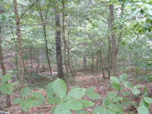 Ozark woods are home of PineNut.com and Goods from the Woods Wild Crops Farm