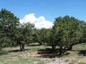 Pinyon forest