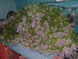 Wild plants ready to be processed