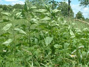 Wild medicinals at Wild Crops Farm